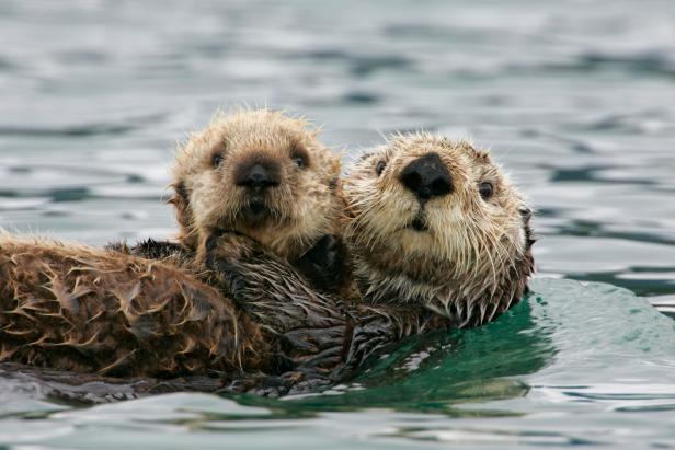 How Hungry Sea Otters Benefit Eelgrass Reproduction Nature And